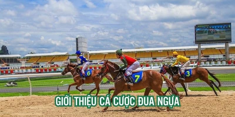 Cá cược đua ngựa FANVIP: Luật chơi, kèo cược và mẹo hay 3 Cách cược đưa ngựa FAN VIP