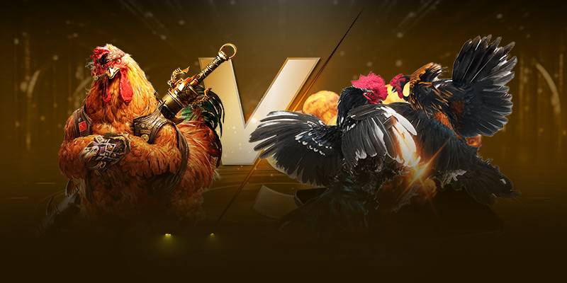 Đá gà WS168 FANVIP: Hàng trăm trận kịch thích, kèo đa dạng 3 Nhiều loại hình đá gà WS168 FANVIP