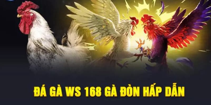 Đá gà WS168 FANVIP: Hàng trăm trận kịch thích, kèo đa dạng 2 Sảnh đá gà WS168 FANVIP